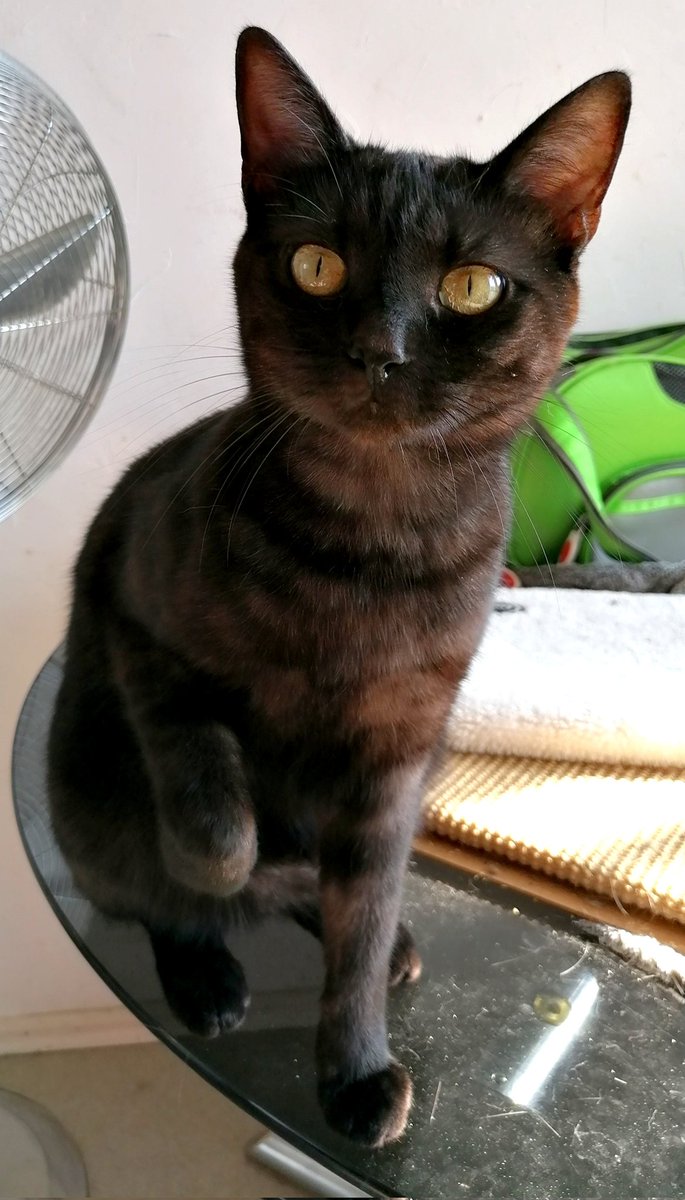 SqueakerKitty's tweet photo. I'm a handsome little squeaky boy. I know this, because my human tells me every day! 

#CatsOfTwitter https://t.co/oi8gpE3mGf