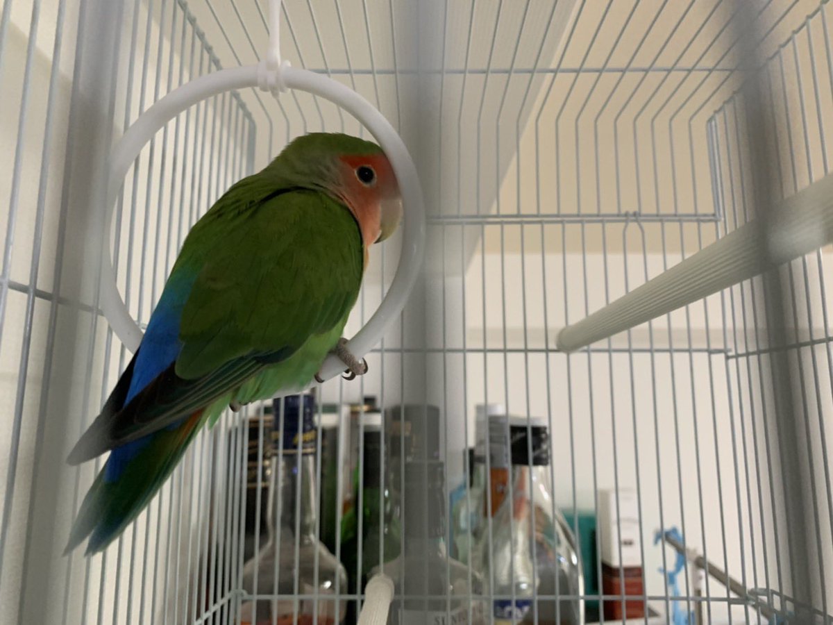 Britishvivi's tweet photo. 本日昼、保護したインコを警察に引き渡しました。そして先ほど飼い主さまよりお礼のお電話をいただきました！ご協力頂いた皆さま、本当にありがとうございました。#保護インコ  #迷いインコ  #保護鳥  #長野市 #コザクラインコ https://t.co/a0mhfBaZka