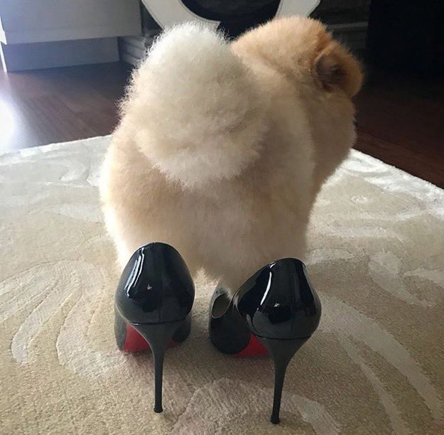 High heels hotsell for dogs