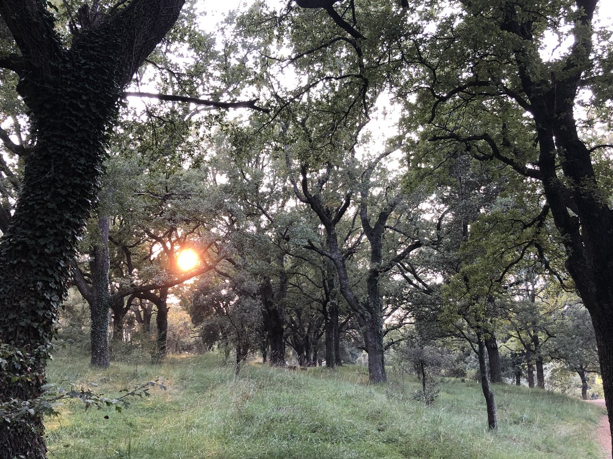 PardoSalud's tweet photo. Los bosques de robles son mágicos .
#ElRivet @PaisRutes ❤️😎 https://t.co/vbMBi4NxhH