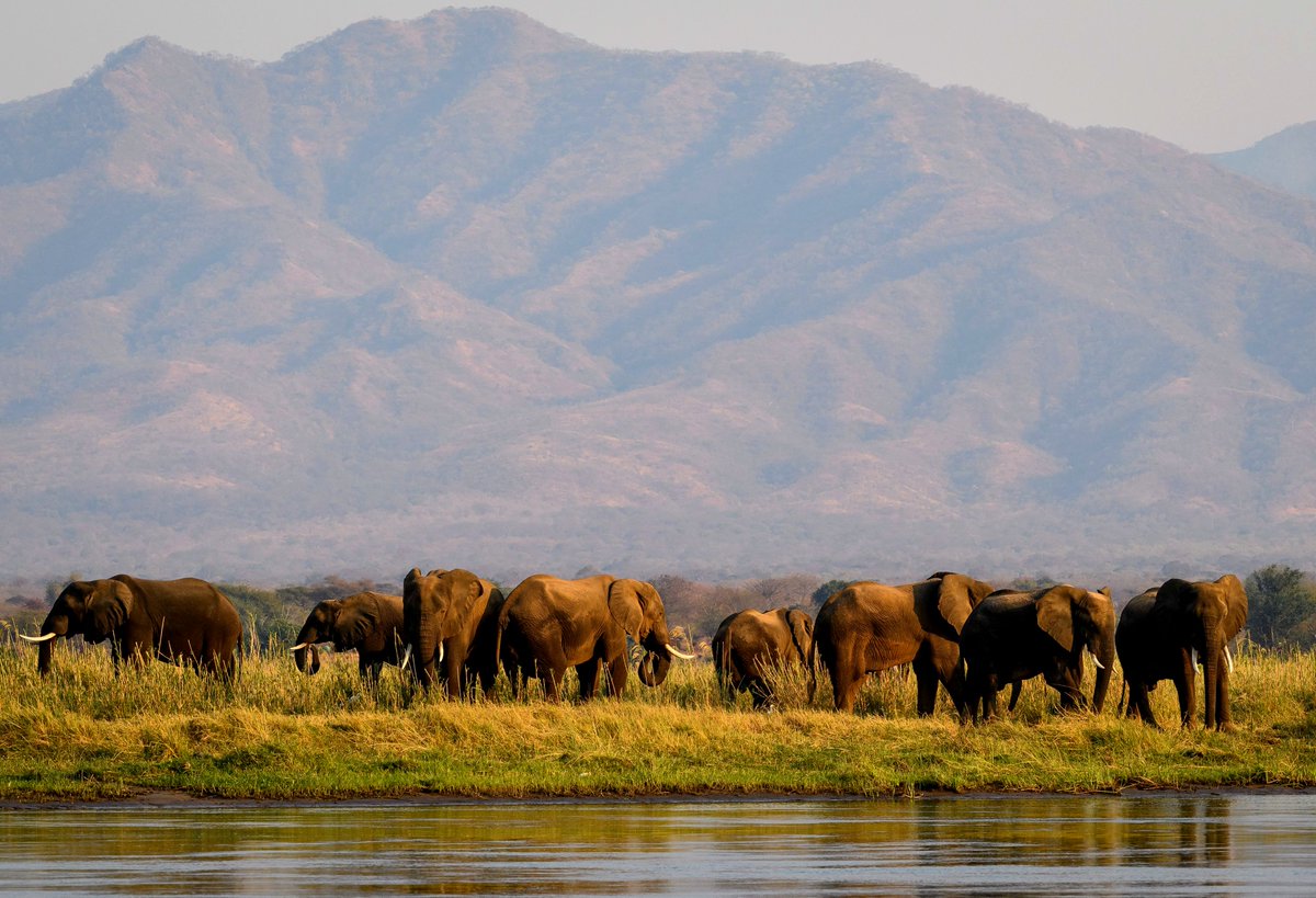 WeAreWilderness's tweet photo. Today marks #WorldRiversDay; a time to encourage stewardship of our waterways and recognise their value to us, the #wildlife and the #wilderness. Go on a restorative journey following the flow of Africa's rivers: https://t.co/vO1GGbX4ws

#WildernessSafaris #Safari #ZambeziRiver https://t.co/fUdpyKeksB