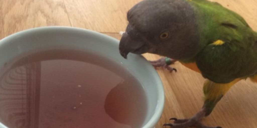 NorthernParrots's tweet photo. Sally Jane Simon's bird is tucking into their avian tea. Don't make treats more than 10% of your bird's diet. How often do you give treats? #poicephalus https://t.co/4CGWmgG2QF