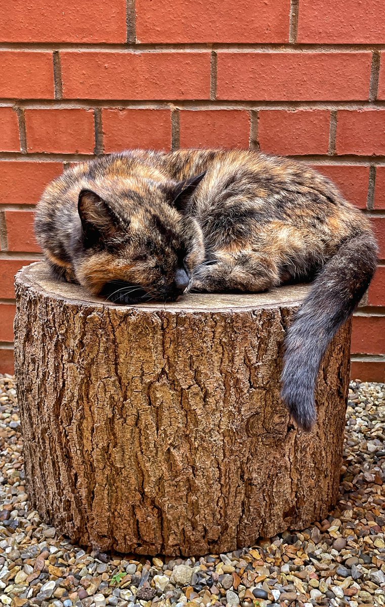 The ‘Fifth plinth’.
#chesham #chilterns #buckinghamshire #chilterns #aonb #cat #catlover #funnycat #feline #sleeping #treestump #sleepingcat  #rentalcat #catsofinstagram #cats #catstagram #catsofinsta #thefifthplinth