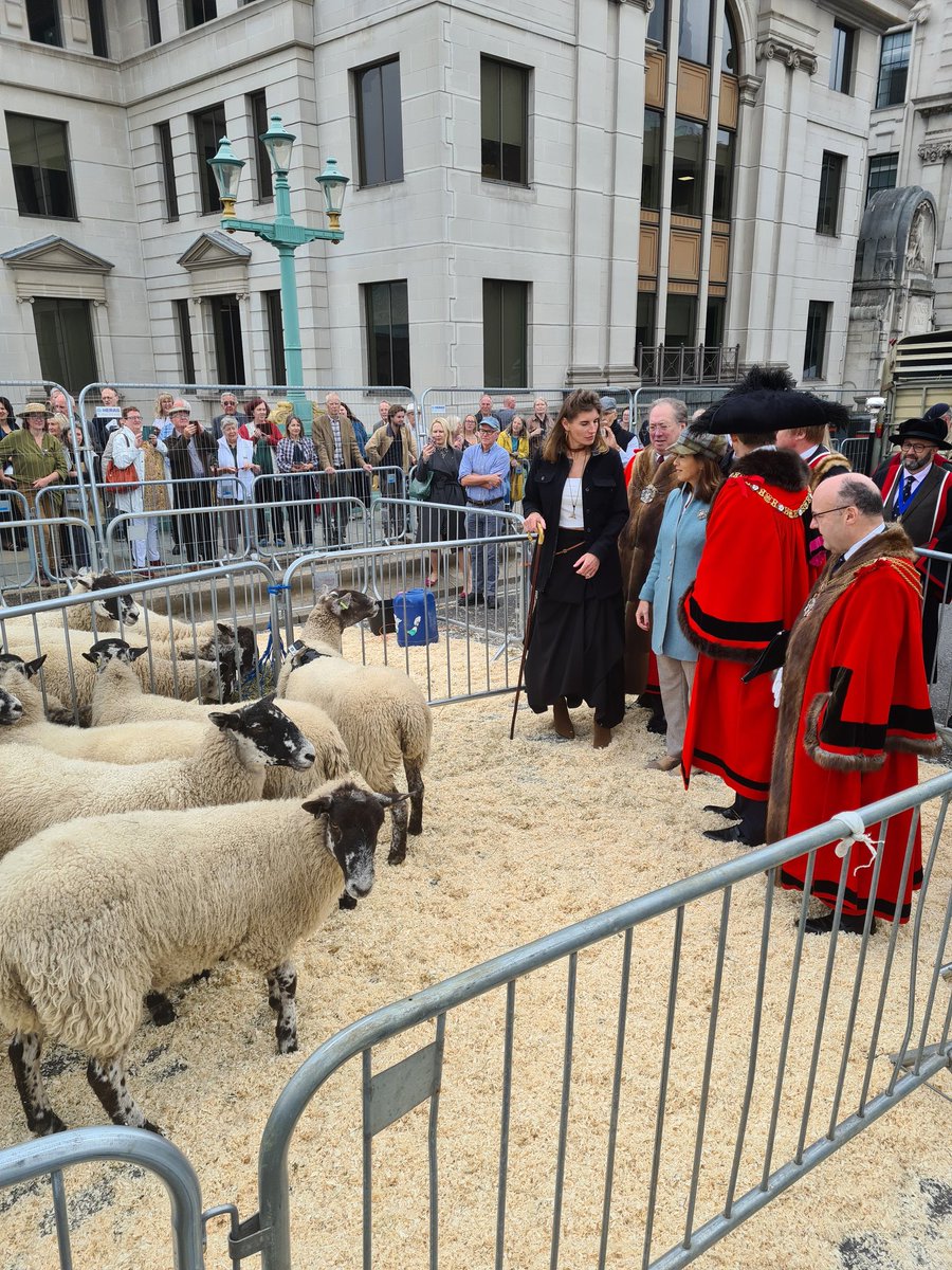 mcress4136's tweet photo. In fact all ready
#sheepinthecity https://t.co/shByKC3csZ