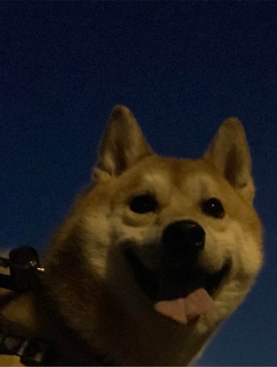 chofu0711's tweet photo. 柴犬ホクト、夜のウォーキング。ホクトは立ち止まって夜空や月を眺めてUFO呼びチャレンジ作戦開始。毎回作戦は失敗しますが、ホクト本人はやりきった感からの引き続き抱っこ作戦を図ります。#柴犬　#いつかUFOが呼べると思っている柴犬　#siba #口を開けて月を眺め口に虫が入り慌てていた柴犬　＃犬 https://t.co/USLx3OoRbL
