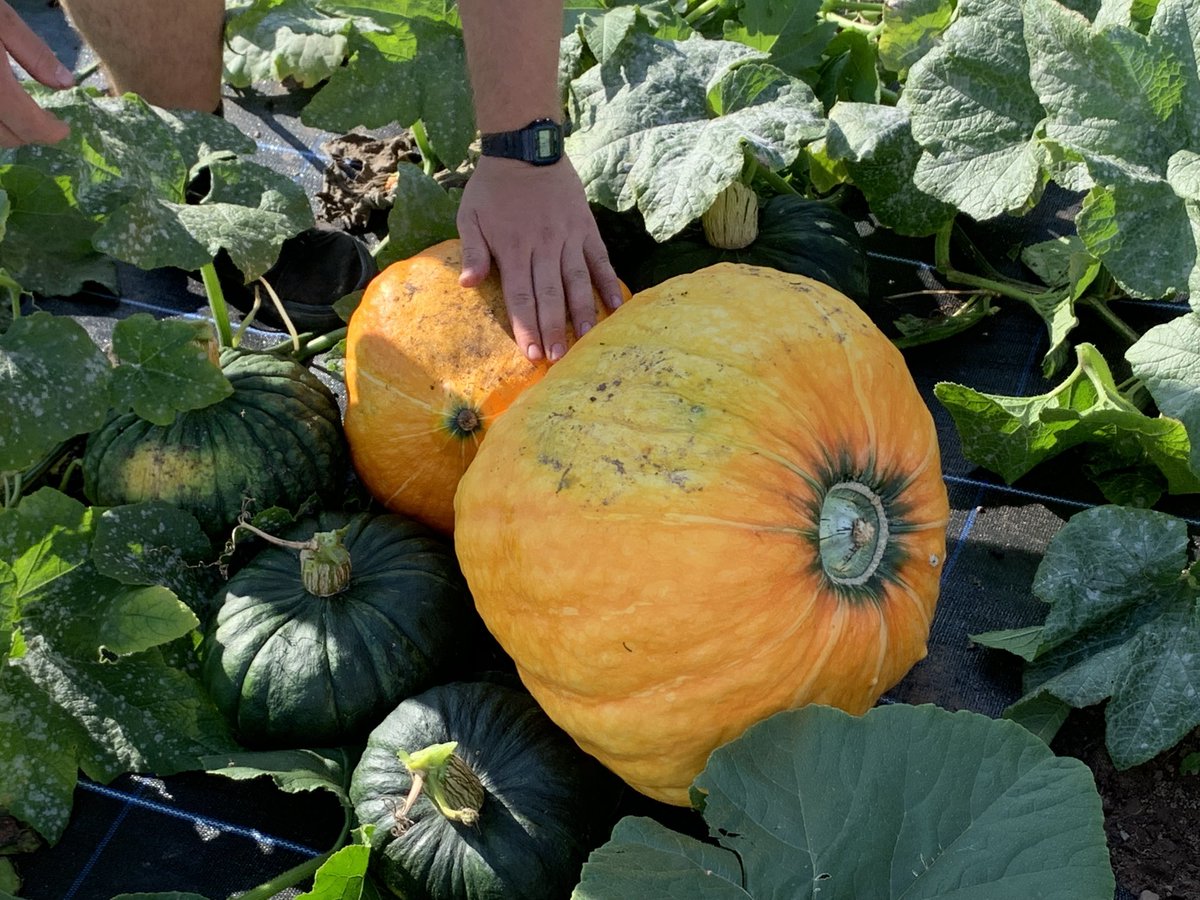 Growingfield28's tweet photo. @SundayBrunchC4 talking about growing veg this morning #squash #squashvarieties https://t.co/3BhXICKgMU