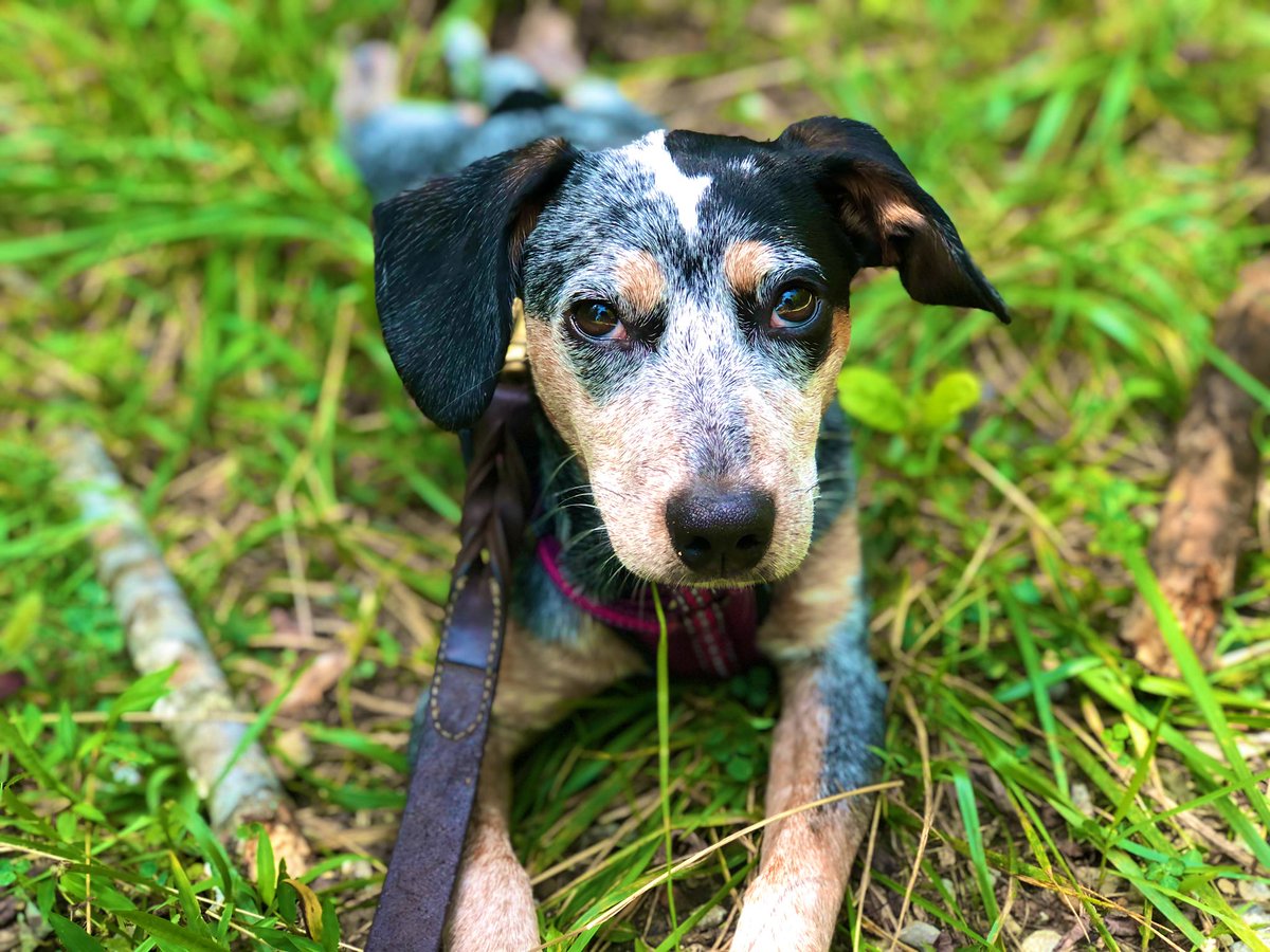 EllenFurlong1's tweet photo. Twitter, meet my new puppy, Olive. I discovered yesterday that her best friend at daycare is named Gin. That is all. #martinis #dogsoftwitter #puppies https://t.co/GJYYdKnkGM
