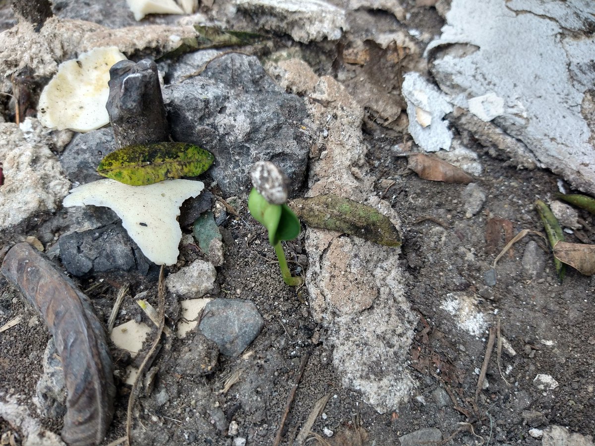 Cannabinista's tweet photo. Banda, chequen lo que me encontré.. alguien aventó su basura a la calle y traía una semilla de girasol y brotó la planta. La naturaleza resistiendo a la sociedad. https://t.co/TM0fn5iSUW