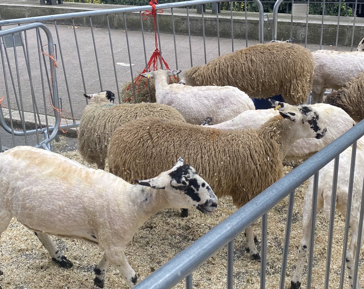 JudithDenwood's tweet photo. Lovely to see so many of our furry and woolly friends today  🐑 @SheepDriveLDN #sheepdrive #sheepinthecity @Campaignforwool #London https://t.co/o7LrafcPZI