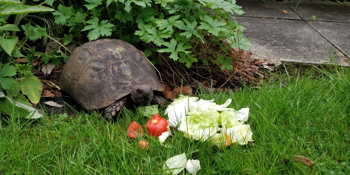 SrCathyRA's tweet image. Our community here in Twickenham is growing - having just welcomed Sr Francesca, we prepare to welcome 
@tommietortoise on Wednesday. We hope Tommie won't be too homesick for the lovely #MilleretHouse.
#ConventLife