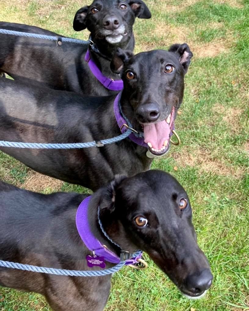 NWDogRescue's tweet photo. We have a host of greyhounds who need to be adopted.
Can you please retweet and try and help find families for them?
Details and enquiry form https://t.co/GowXAbAffH https://t.co/d6j3Wi7bWA