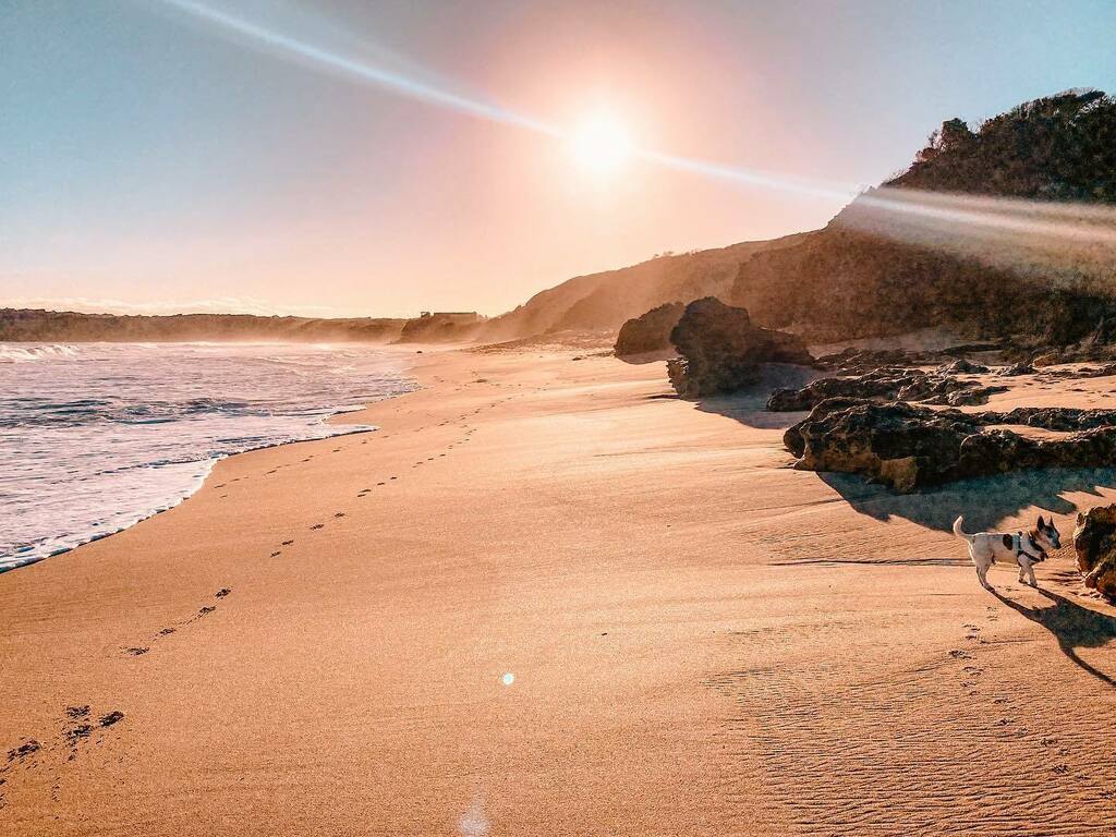 Taking Tommy out for a stroll over at the beach! ☀️

Tommy enjoys walks and liking other dog’s privates 🐶
Tiga loves chin rubs and evening snuggles 🐈 
Ziggy has a taste for corn chips and can’t resist flying onto the her favourite nest (Beno’s head) … instagr.am/p/CUSSyS1Pj9T/