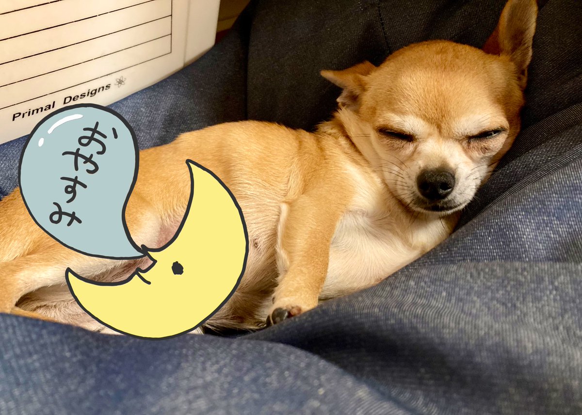 ট ইট র チワワのはな アレ はながいない と思ったら お気に入りのビーズクッションに埋もれて未だかつてないほど渋い顔しておりました 笑 起こしてごめんね おやすみなさい 本当はもっと可愛い顔だよね チワワ スムチ スムースチワワ Chihuahua