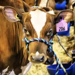 Photo by Durham Fair (@DurhamFairCT)