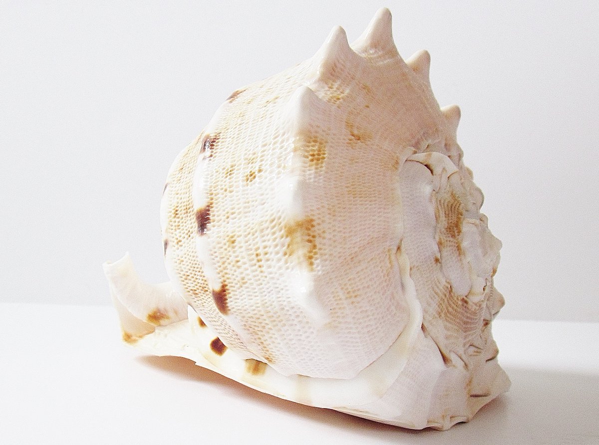 jarmgirl's tweet photo. Large Natural Knobbed Welch Conch Seashell For Coastal & Nautical Decorating Feng Shui Elements Aquarium Decor Air Plant Holder Photo Prop https://t.co/oWNQw6p3Lx #beige #seashelldecor #brown #largeseashell #naturalseashell #knobbedwelch #conchseashell #coastaldecor https://t.co/Gm956gP5Pk