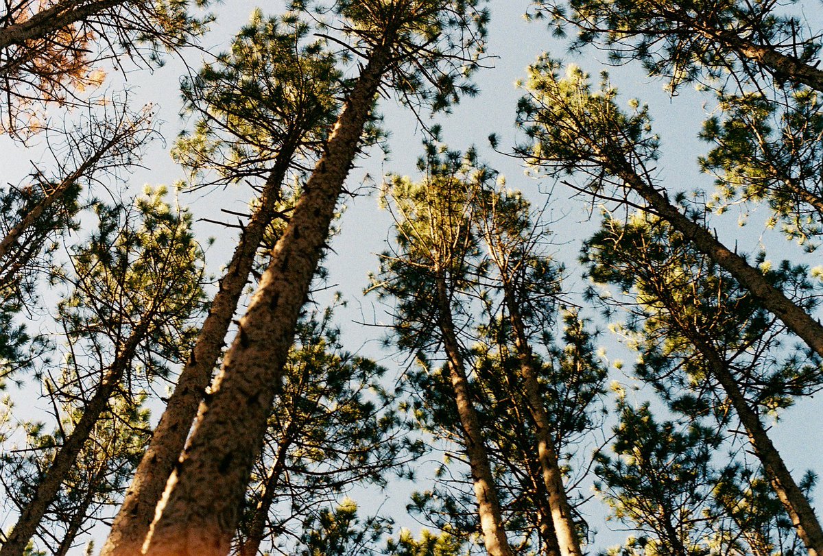 Nondescript Kodak 400 in the forest.