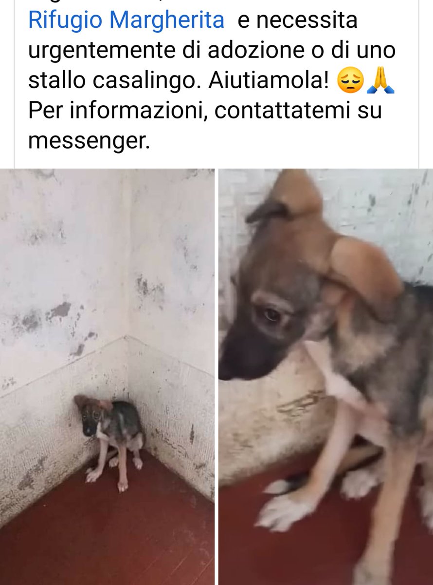 GabriellaBargh1's tweet photo. QUESTA PICCOLA SI TROVA IN
SICILIA A MESSINA ECCO COME 
VIVE. PIENA DI PAURA NN SI
MUOVE DALL'ANGOLO. MOLTO
MAGRA SI STA CONSUMANDO 
RTRTRT FORZA DAI UNO STALLO
MAGARI SAREBBE BELLO UNA 
ADOZIONE. GRAZIE❤
CONTATTARE TIZIANA CALDERONE 
SU MESSENGER.
💔💔💔🙏😥🐾🐕☘🌺🍀🐞 https://t.co/ditbbcm50J