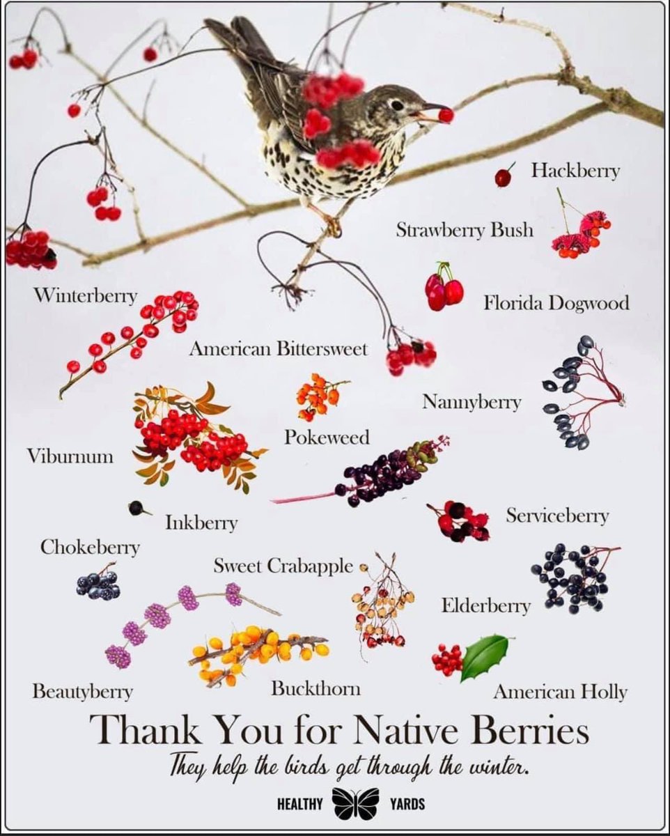 Joe Davis (@joebird1000) on Twitter photo As our <a href="/BaltCoPS/">Baltimore County Public Schools</a> grade 6 Ss survey schoolyards as part of Unit1, they should be on the lookout for sources of native berries. If none can be found, take action to restore native plants and remove invasives <a href="/BCPSSci/">BCPS Science Office</a> <a href="/BCPSOutdoorSci/">BCPS Outdoor Science</a> <a href="/SustainableBCPS/">BCPS Sustainability</a> As our <a href="/BaltCoPS/">Baltimore County Public Schools</a> grade 6 Ss survey schoolyards as part of Unit1, they should be on the lookout for sources of native berries. If none can be found, take action to restore native plants and remove invasives <a href="/BCPSSci/">BCPS Science Office</a> <a href="/BCPSOutdoorSci/">BCPS Outdoor Science</a> <a href="/SustainableBCPS/">BCPS Sustainability</a>