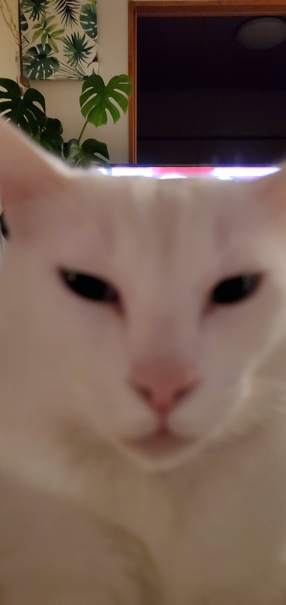 nafumi_chan's tweet photo. かわゆ〜く撮れんくてゴメン

#猫のいる暮らし #おつな♂ https://t.co/VaosVPheg4