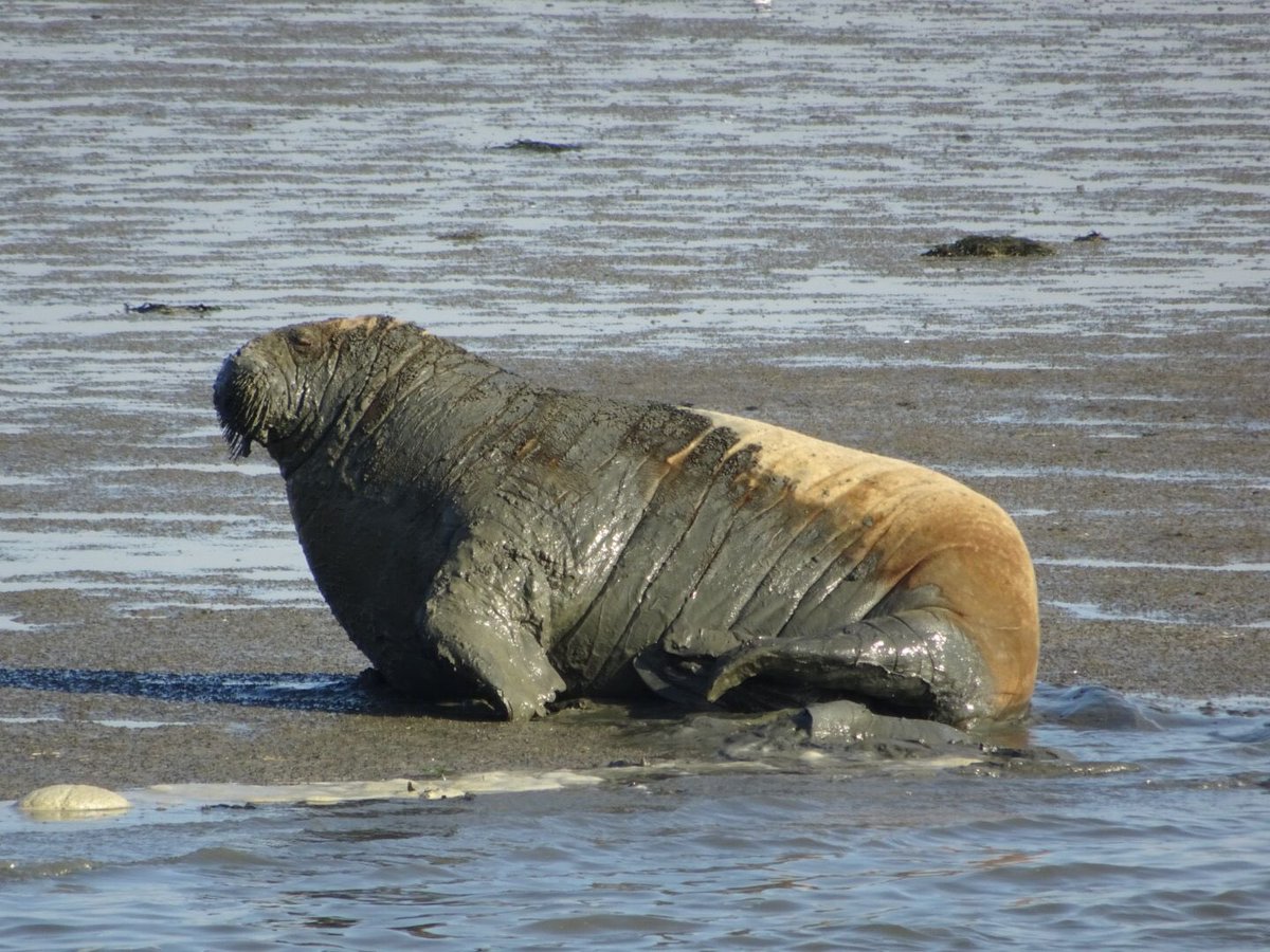 Wat een cadeautje! De #walrus heeft zich vanochtend nog van dichtbij laten bewonderen in de veerhaven #schiermonnikoog . 📸<a href="/Kruger_Anne_M/">AnneMarie Kruger</a>