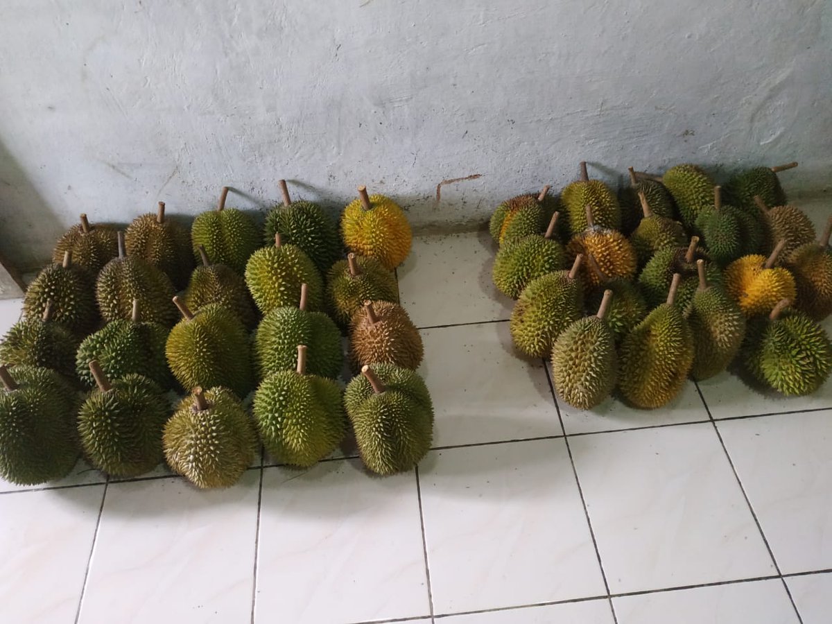 Bakul Buah (@wonorebo) on Twitter photo Numpang promosi juragan🙏mbok ada yang minat, durian lokal purworejo, asli masak pohon, gread A & B, harga mulai 35 sampai 60, bisa japri, nuwun🙏
<a href="/PoerworedjoFess/">EDISI BANTU TEMAN</a>
<a href="/AsliPoerworedjo/">TANPA KITA BEDA JALAN CERITA!</a>
<a href="/BrunoUpdate/">ig: @BrunoUpdate</a>
<a href="/anakepurtempe/">@anakepurtempe</a>
<a href="/anakdesaid/">Anak Desa</a>
<a href="/wonorebo/">Bakul Buah</a>
<a href="/TWEET_PURWOREJO/">PURWOREJO APAPUN</a>
@ Numpang promosi juragan🙏mbok ada yang minat, durian lokal purworejo, asli masak pohon, gread A & B, harga mulai 35 sampai 60, bisa japri, nuwun🙏
<a href="/PoerworedjoFess/">EDISI BANTU TEMAN</a>
<a href="/AsliPoerworedjo/">TANPA KITA BEDA JALAN CERITA!</a>
<a href="/BrunoUpdate/">ig: @BrunoUpdate</a>
<a href="/anakepurtempe/">@anakepurtempe</a>
<a href="/anakdesaid/">Anak Desa</a>
<a href="/wonorebo/">Bakul Buah</a>
<a href="/TWEET_PURWOREJO/">PURWOREJO APAPUN</a>
@