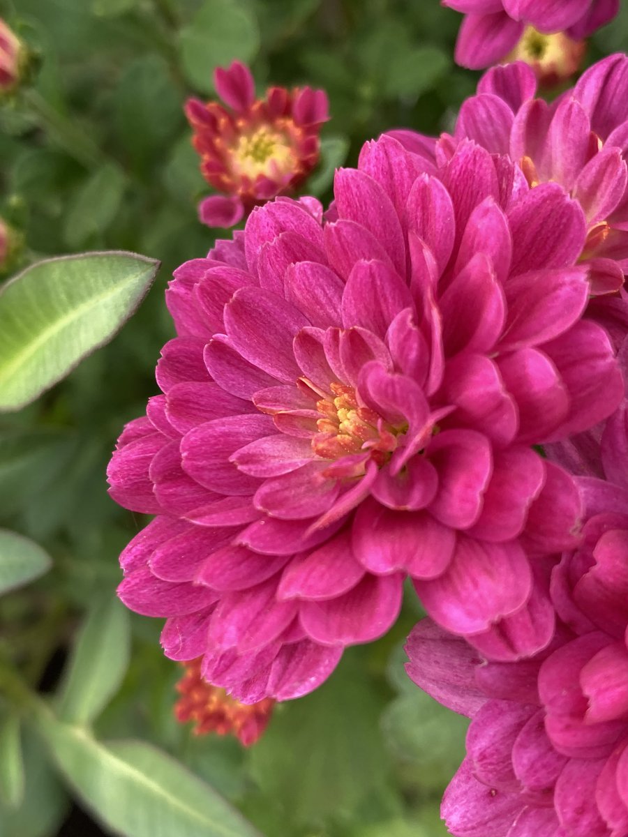 Have a lovely Sunday Tweeties!