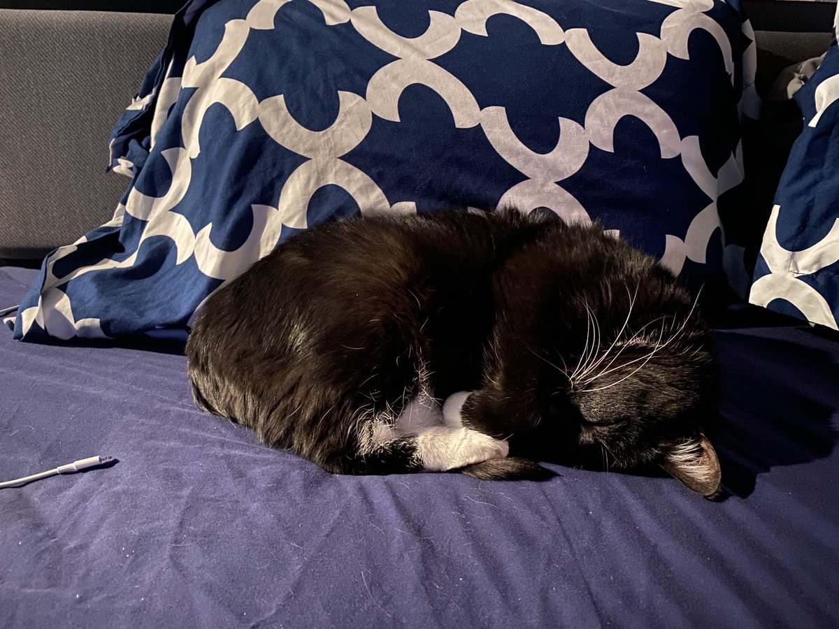MarvisTV_'s tweet photo. This nugget didn't even wish me a good morning! #kittyball https://t.co/wgiVd4seqz
