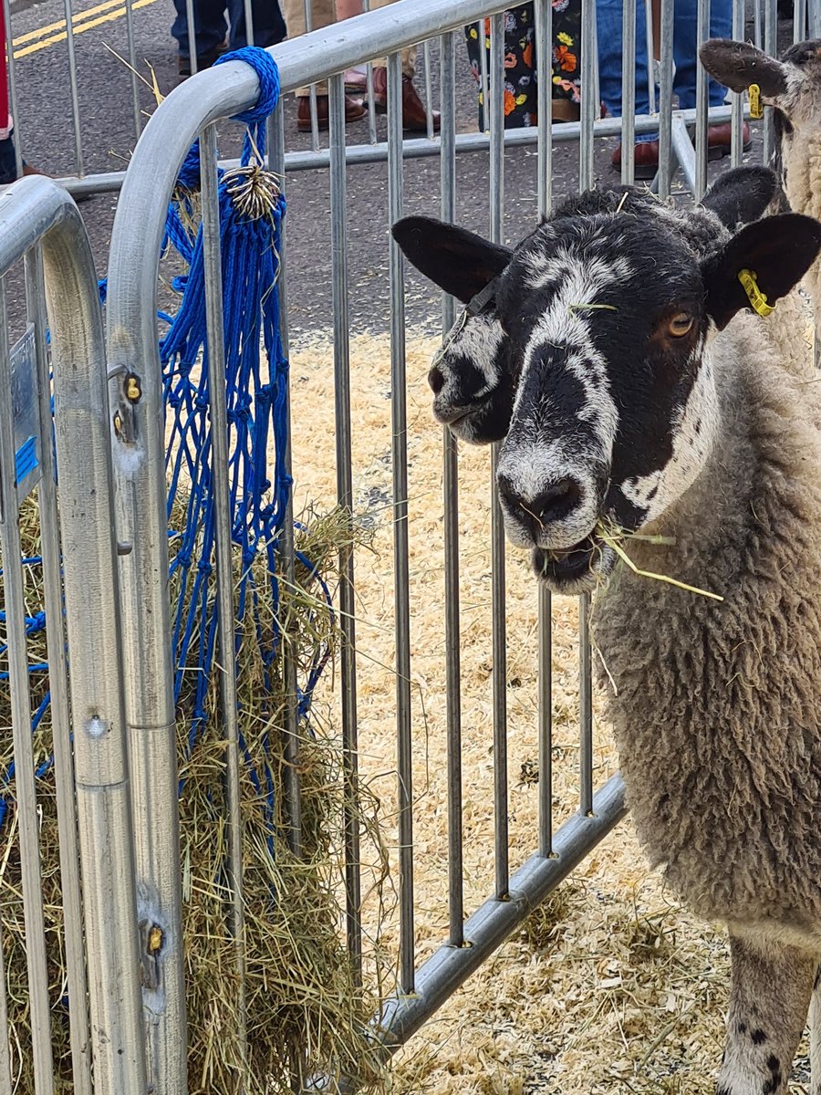 mcress4136's tweet photo. Quick mid morning snack before next drive over the bridge.
#sheepdrive #sheepinthecity https://t.co/dbd5kZP59b