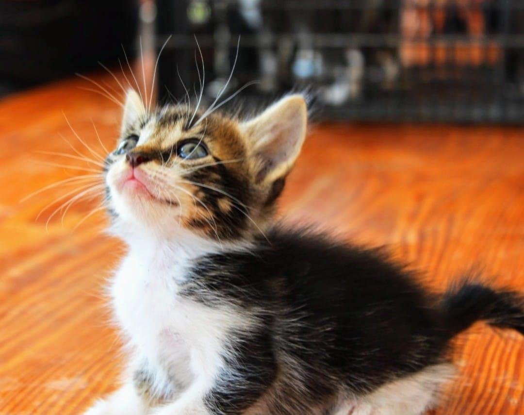 ElSindigato2021's tweet photo. #BuenosDias #MUDITO Esta preciosa bolita de 2 meses busca #hogar. Es tan bonito por dentro como por fuera! Es muy alegre y simpático, se ha criado con perros y tiene un carácter extraordinario #Valencia. Elena 670818103 #AdoptaNoCompres #gatos https://t.co/kJfAvW9ncd