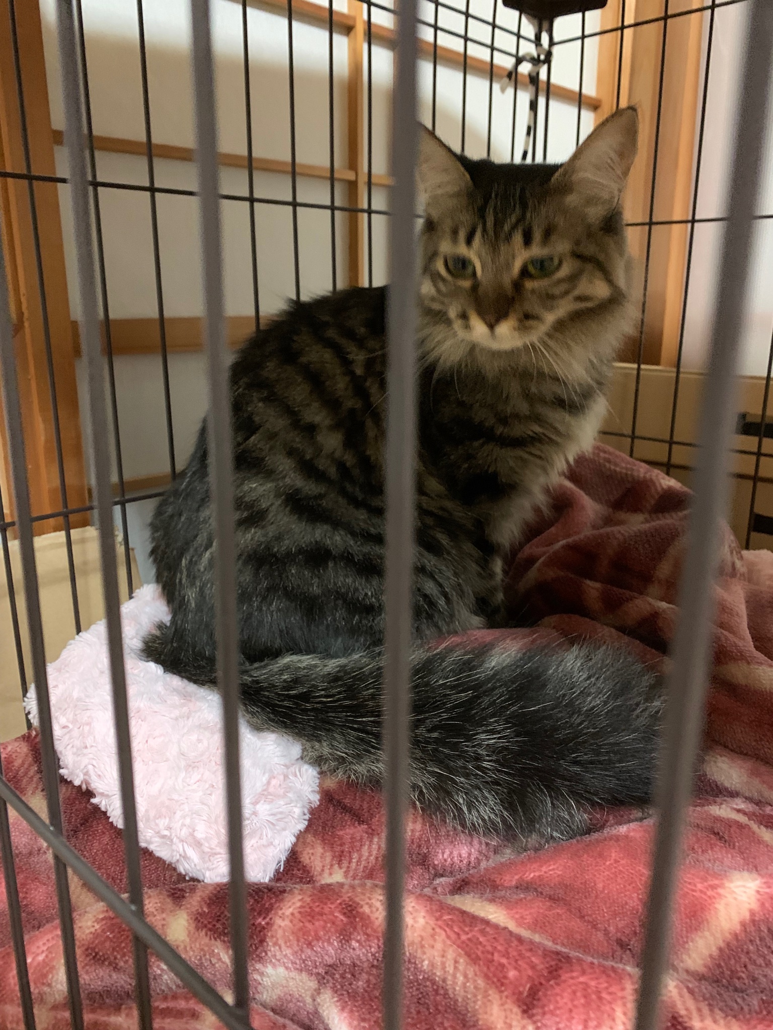 猫民家 ふわふわ中毛ミミ クシャミ連発につき隔離中 明日は受診予定 猫のいる暮らし 猫好きさんと繋がりたい キジトラ 多頭飼育 ハンディモップ風の尻尾 T Co Sinxgl0gip Twitter