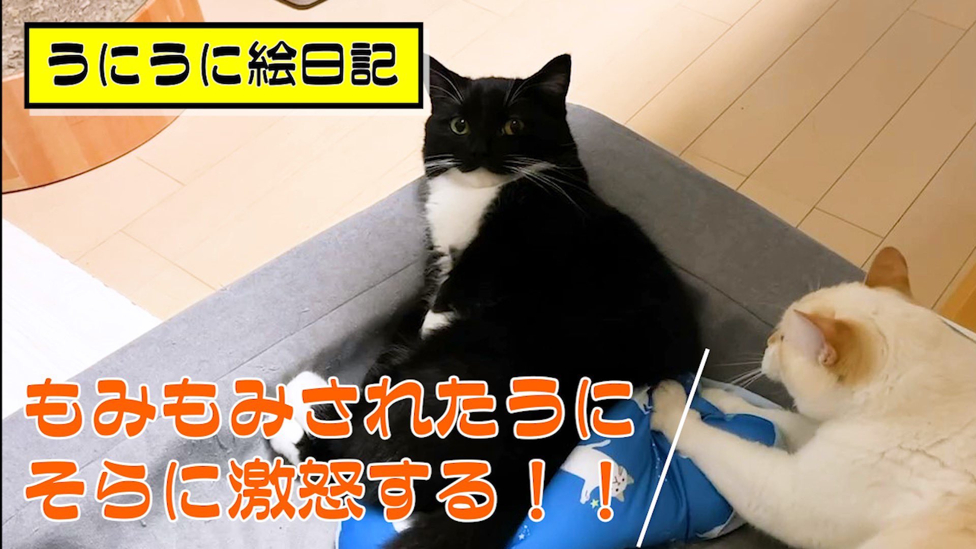 うに ねこ休み展 そらにもみもみされながら うにはいつもの虚無 うにが怒った珍しい 回です 3 先輩猫からもみもみ されて怒った猫 T Co 7nlfvojllu T Co Fxfdiinijw Twitter