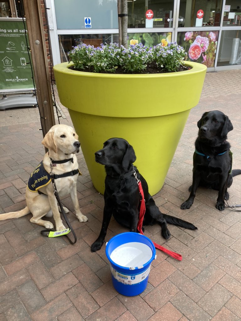 GuideDogsBexley's tweet photo. Come &amp; get some puppy love at Ruxley Garden Centre today! https://t.co/oEs27YY7Mw