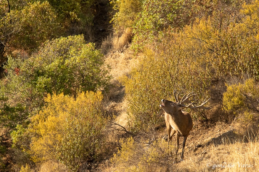 Tiempo de berrea. #ciervo #rojo #deer #reddeer #stag