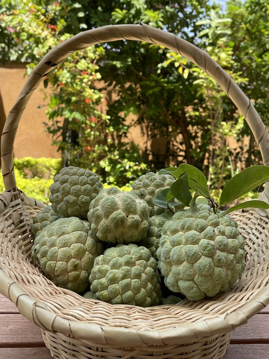 ocomar's tweet photo. Récolte dominicale: Mes pommes cannelles de cette saison sont encore plus grosses, plus juteuses et toujours aussi sucrées. 😊😊

#Lwili
#BurkinaFaso
#SugarApples https://t.co/pA24CgXkBc