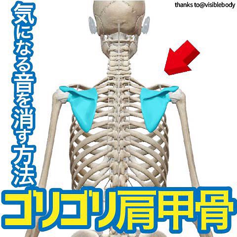 柴 雅仁 治療家 パーソナルトレーナー 肩甲骨からゴリゴリ音が鳴る そんなあなたは 腰の皮膚や皮下脂肪が筋肉に貼り付いてるかもしれません 腰と肩甲骨 実こんな繋がりがあるのです T Co Kfjko0gu7q T Co W3tokygnjw Twitter