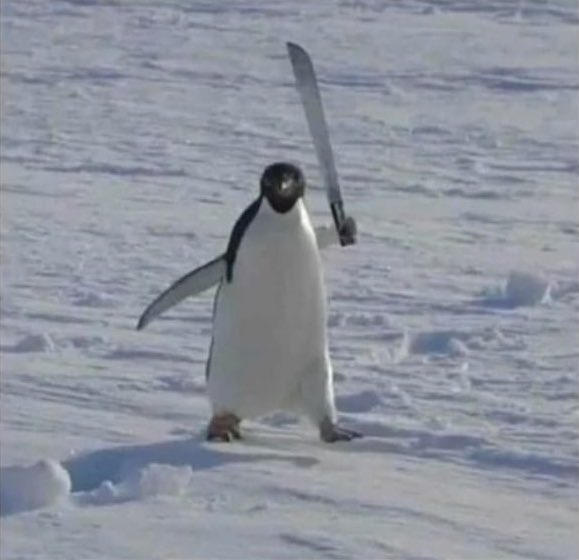 decentralises's tweet photo. Les bretons quand tu leur dis que leur mer est pas si chaude : https://t.co/npd9phuqiW