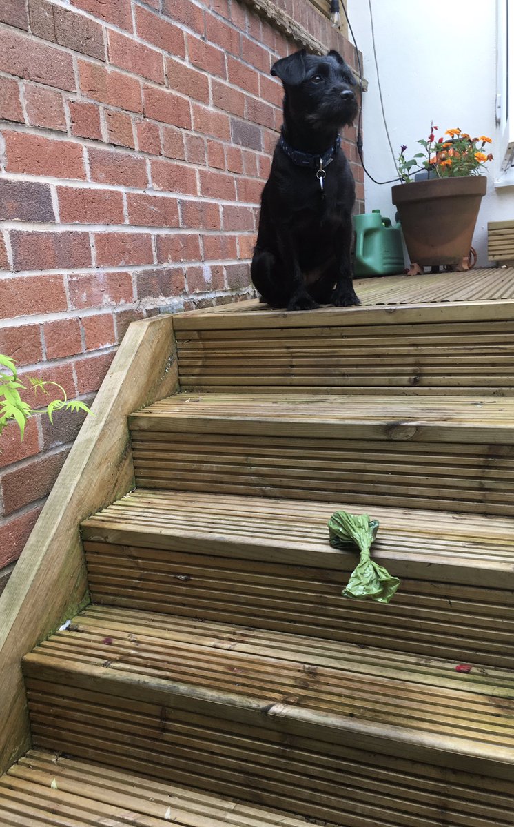 asifamhp's tweet photo. All the support & supervision I don’t need #AMHPpottering #AMHPhound 🐶💩 🙈🤣 https://t.co/l6LU3prXvw