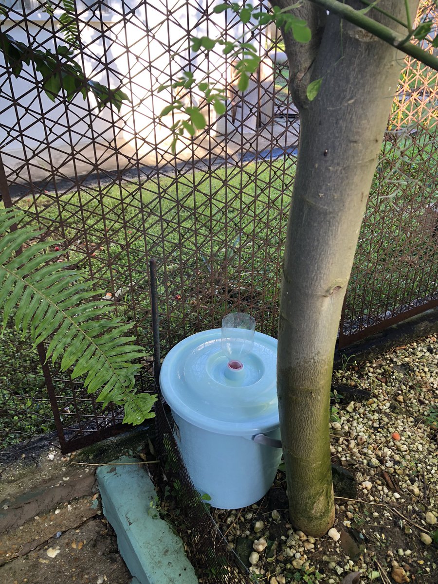 Anthony_T05's tweet photo. Day 2 of the second exercise the reading in the rain gauges measuring interception was “0” although it had rainfall. Possible reasons for the 0 reading is evaporation because of the short time frame of rainfall either the water evaporated or there was little to no throughfall https://t.co/e9gqNw6zXX