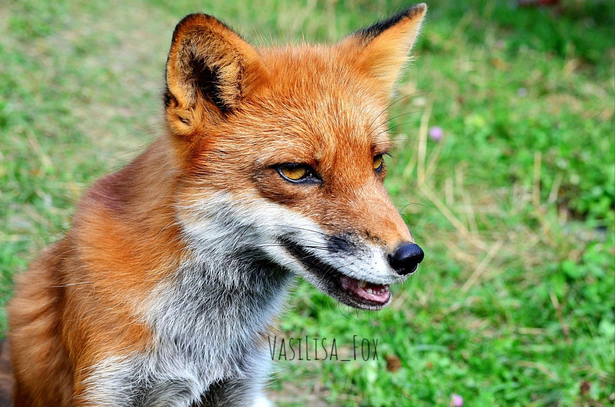 FunnyFoxyPride's tweet photo. #lisathefox https://t.co/xumfDsEzGX