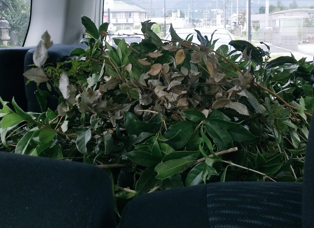 Sh05_mai's tweet photo. 腕にひっかき傷があってなんでと思ったけど、実家の庭の木をかたっぱしから剪定して枝をリサイクル場に運んだんだった https://t.co/W63C9TuaMH