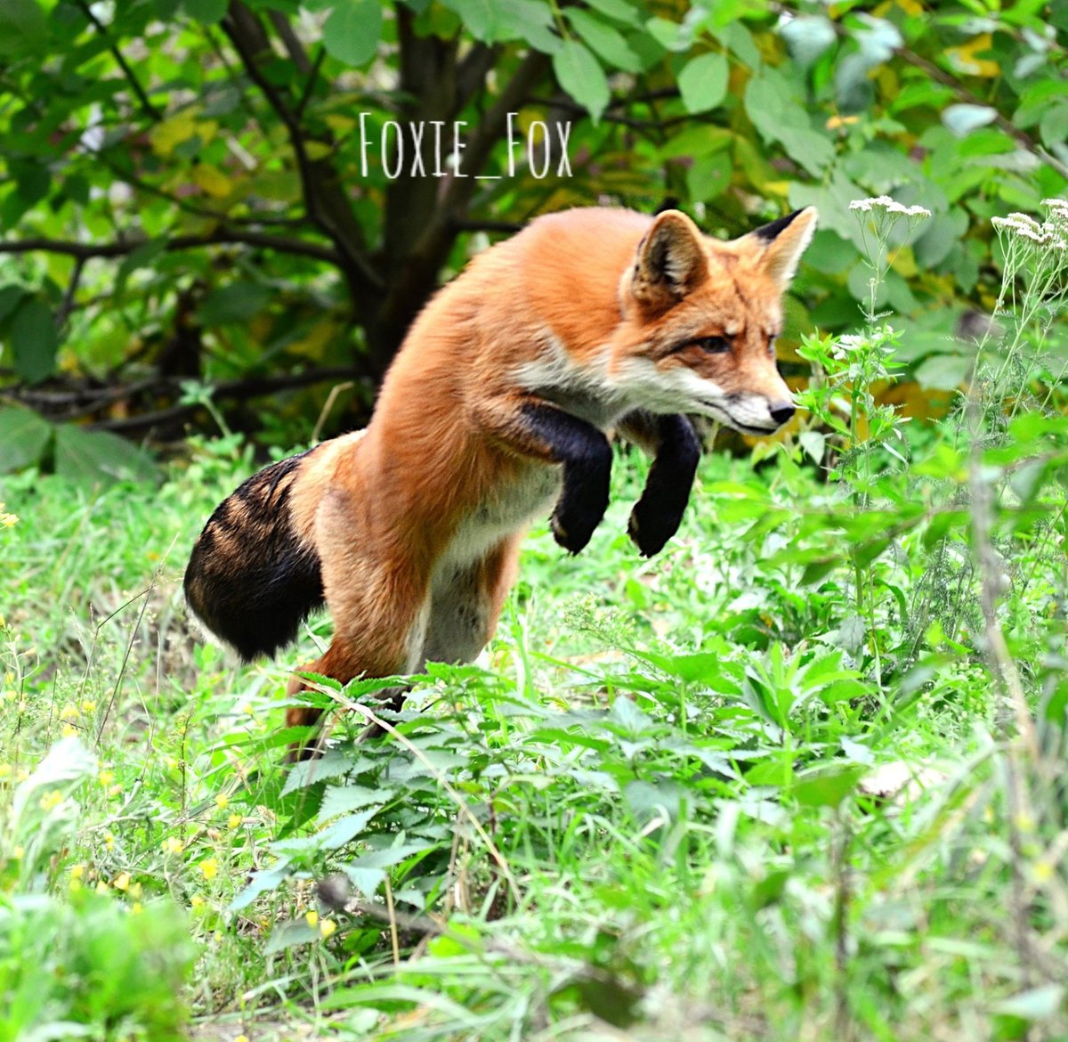 FunnyFoxyPride's tweet photo. #foxiefox https://t.co/quQ7W475jQ