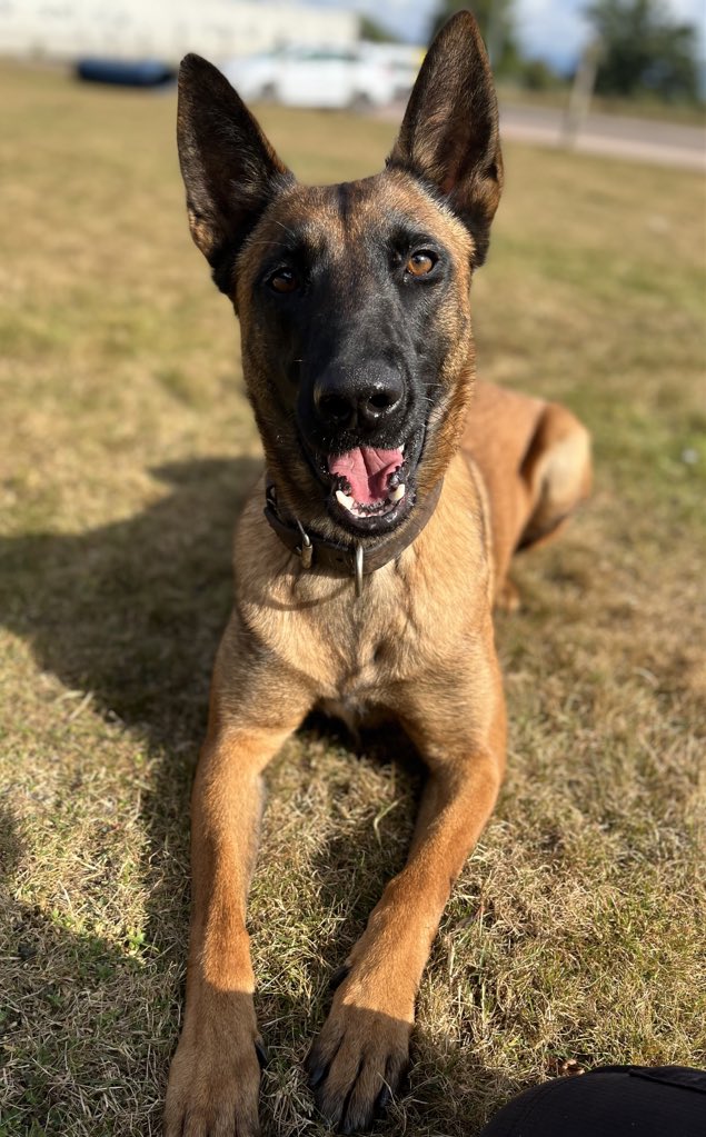 Davehairydogman's tweet photo. It’s been awhile since posting last, PD Ripley has done some serious growing since then #policedogunit https://t.co/29vQUTRi8d