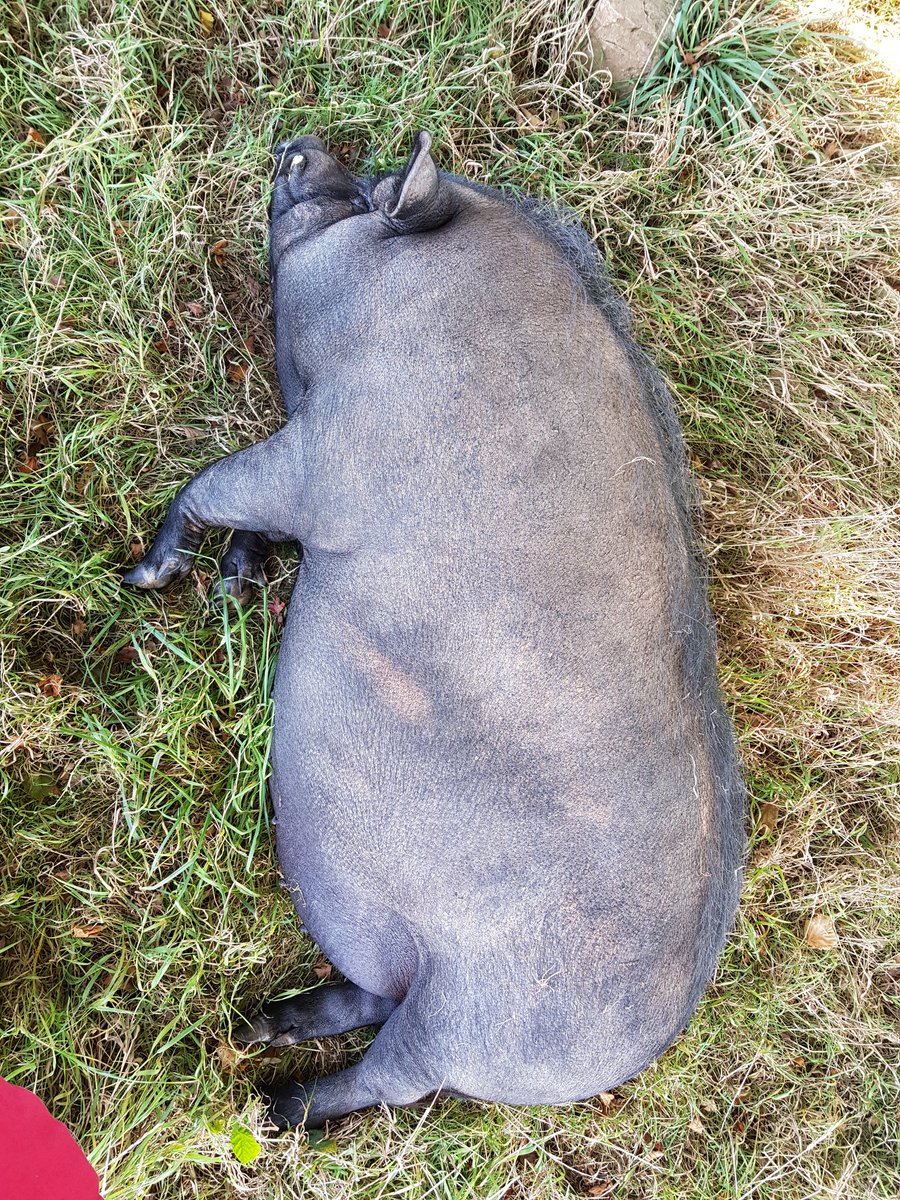 Plantpiglet's tweet photo. Some snaps from our visit to Dean Farm Trust ❤️ 10/10 would recommend a visit if you are in the Chepstow area at all. Or if not, your donations can also make a great difference for them and for the animals of course, who need a lot of care. https://t.co/W3YIWl1JNw
