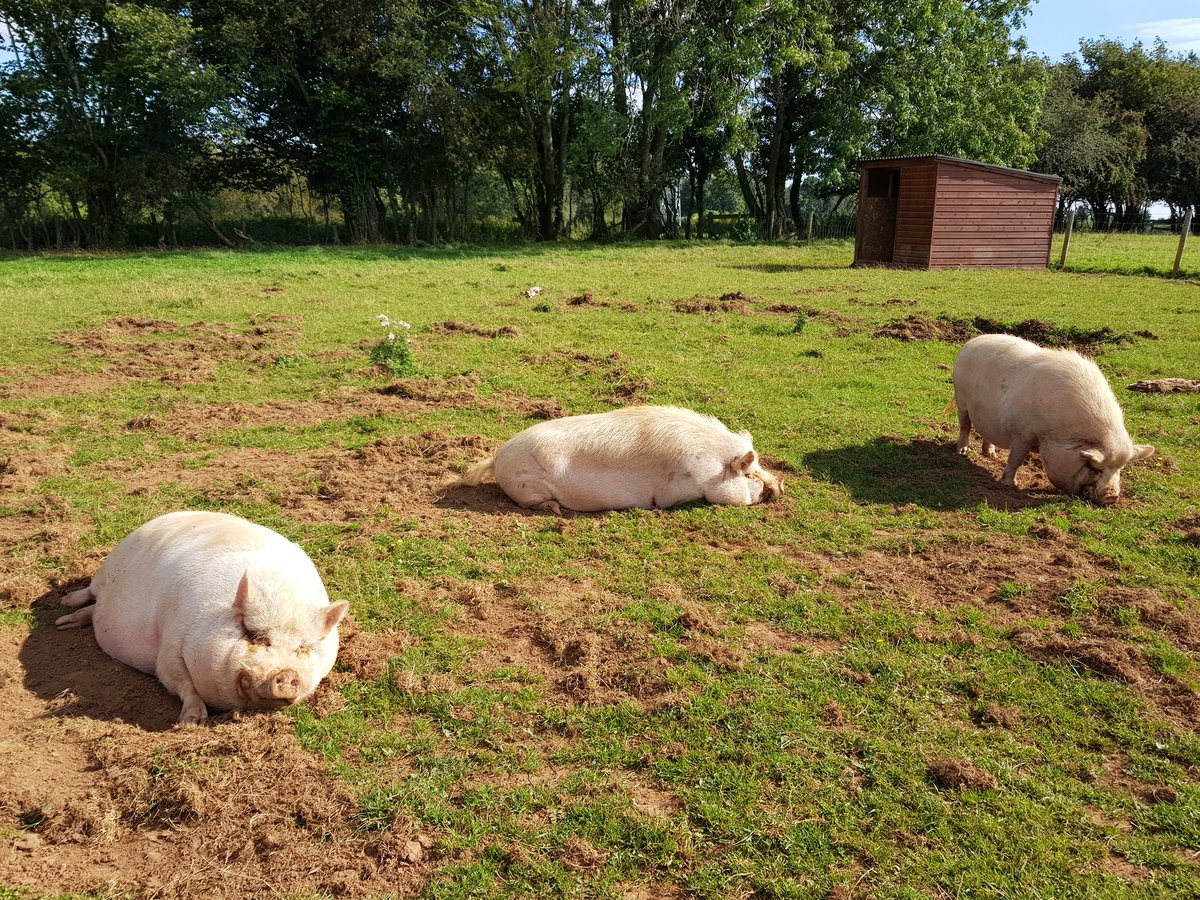 Plantpiglet's tweet photo. Some snaps from our visit to Dean Farm Trust ❤️ 10/10 would recommend a visit if you are in the Chepstow area at all. Or if not, your donations can also make a great difference for them and for the animals of course, who need a lot of care. https://t.co/W3YIWl1JNw