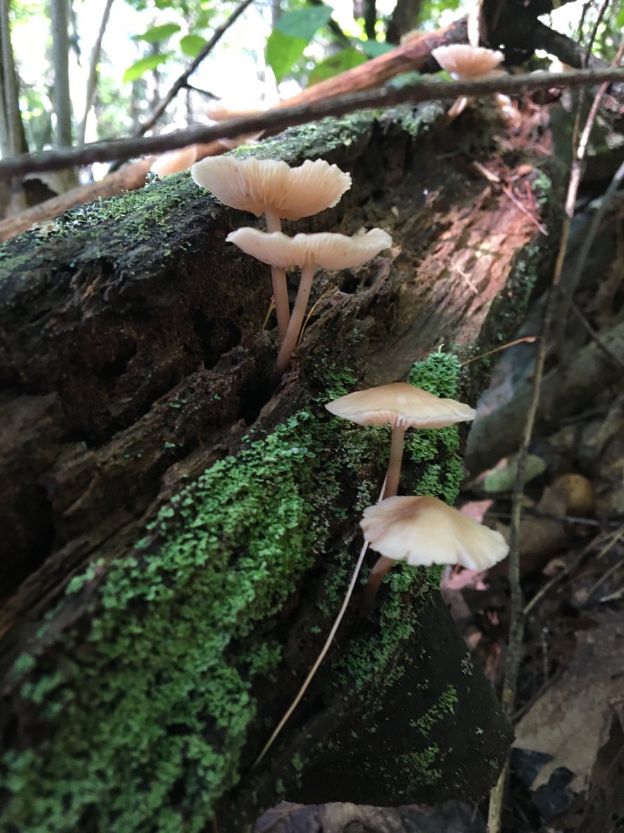 Matt_Reynolds77's tweet photo. #puffballs #mushrooms #airlinetrail #newengland https://t.co/mSVTCq7PcW