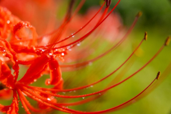 彼岸花 高画質 のtwitterイラスト検索結果 古い順