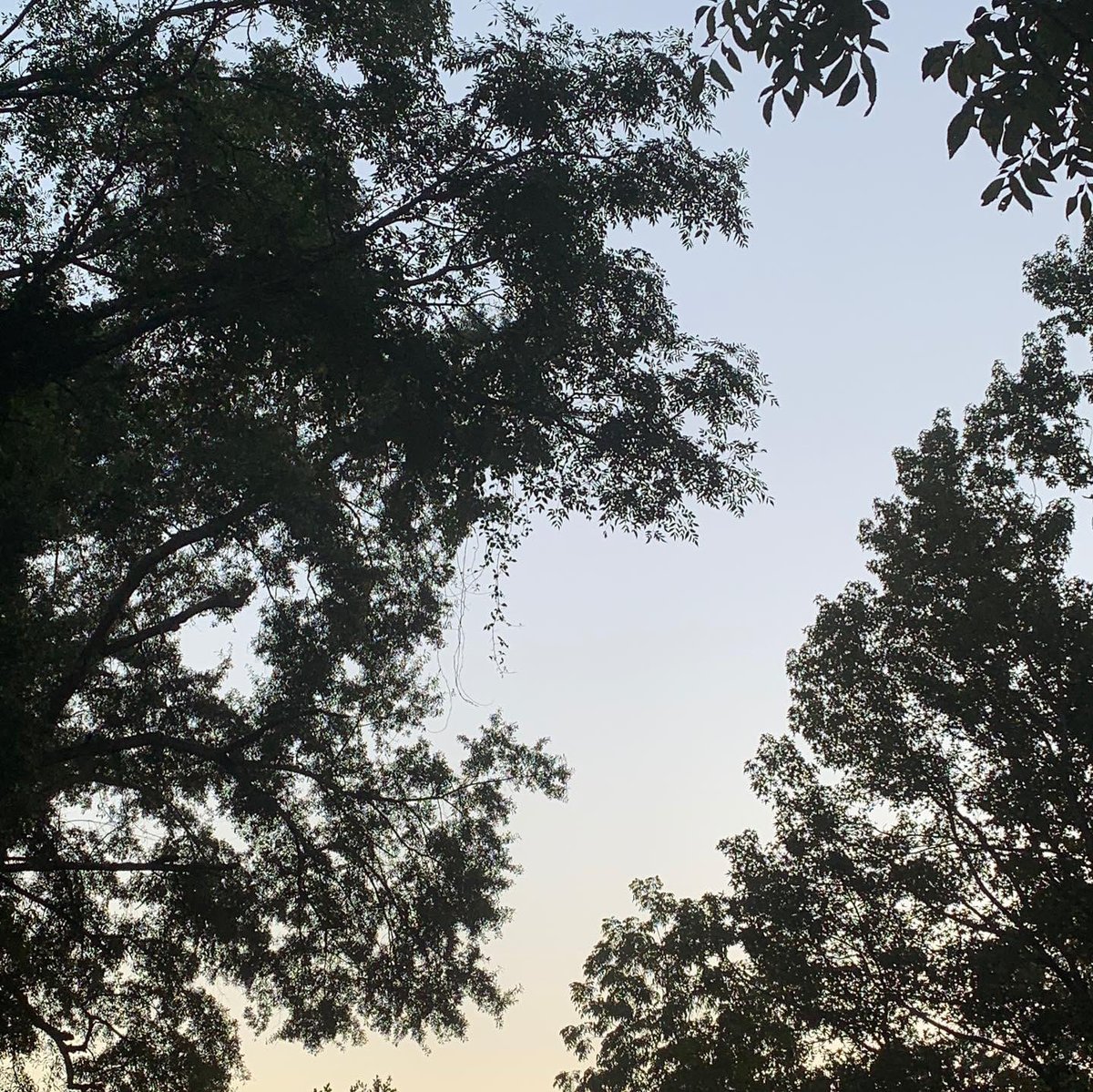 sokamoto's tweet photo. Good morning, Columbus! The waning gibbous moon is at 73.7% while the sun is slowly making its appearance. #ColumbusGA #mydailyphoto #09/26/2021 #2021project #clearbluesky #chilly #abithumid #nobreeze #verypleasant #birdswakingup #cicadasloud #neighborsdogsquiet https://t.co/dHjzktXJ6a