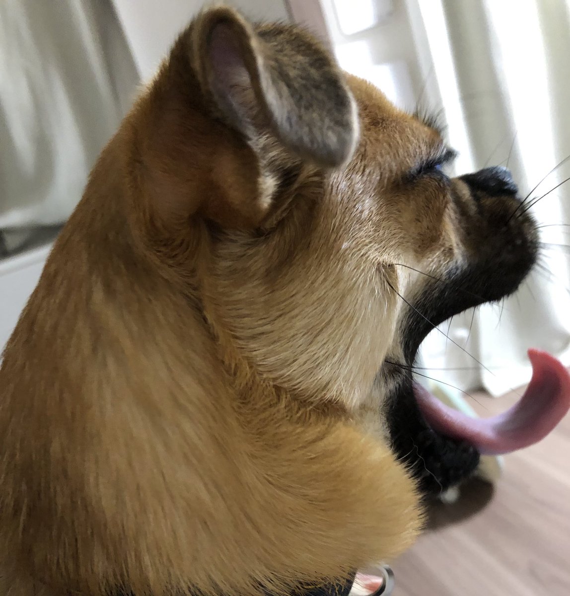 いちごう 全力で あくび をするいちごうさんの 横顔 です 犬 かわいい 犬のいる暮らし 犬好きさんとつながりたい ポメラニアンとパグのミックス パグポメ Dog Kawaii Cute