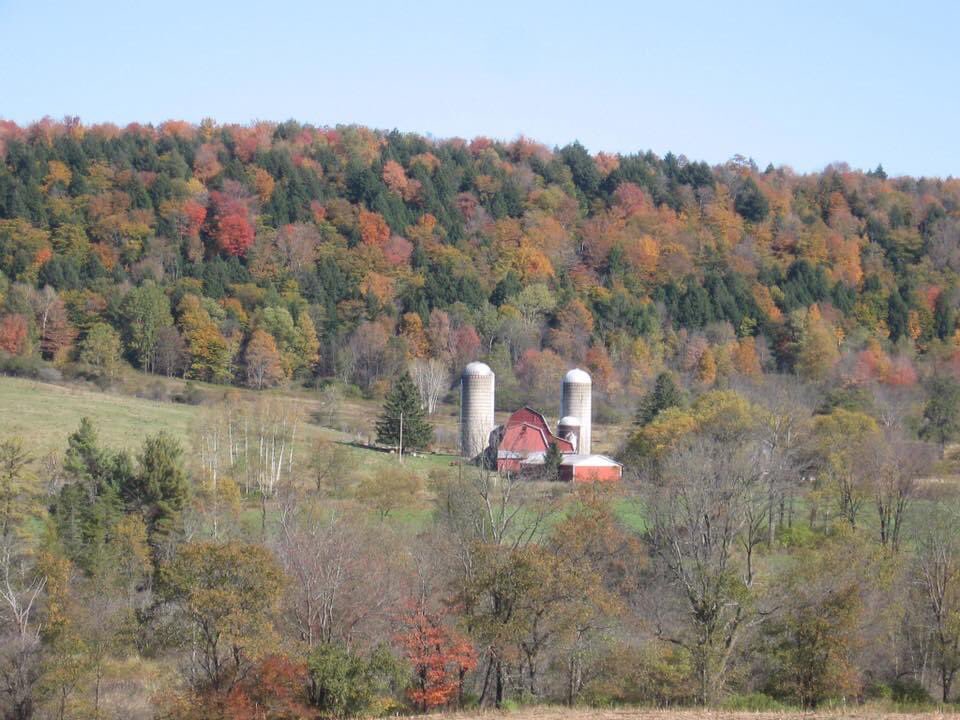 maggiesfarm's tweet photo. Good morning from Maggie’s Farm in the rolling hills of upstate New York. https://t.co/JBw3NbFB9l