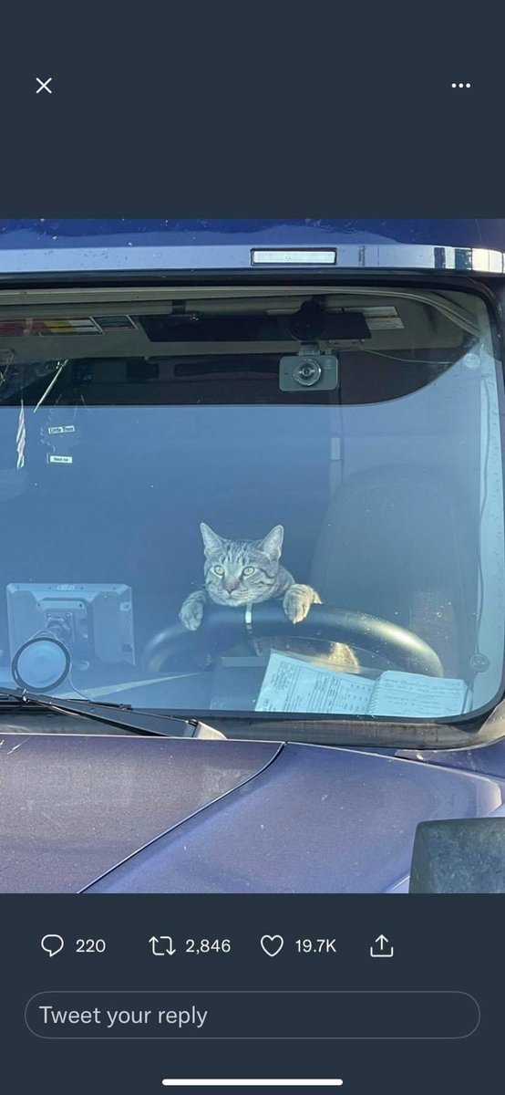 I’ve retrained and will be starting me new job tomorrow. #CatsOfTwitter #catsontwitter #cats #HGVDriverShortage #HGVdrivers #HGVCrisis